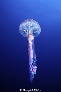 Stylish lady
Jellyfish near Faial Island, Azores.
Nikon... by Margriet Tilstra 